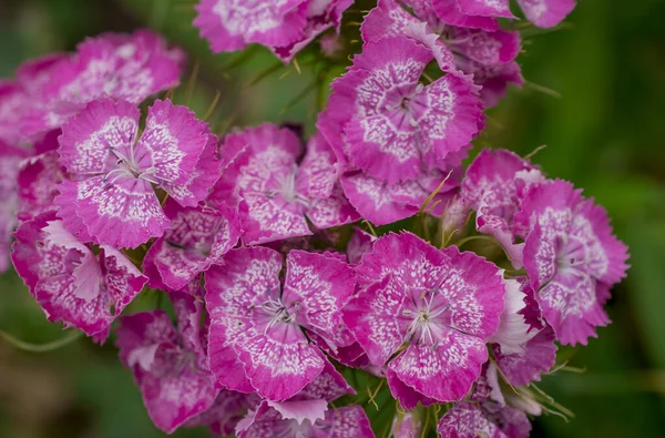 Beautiful Sweet Williams Hardy Biennial Flowers Garden — Stock fotografie