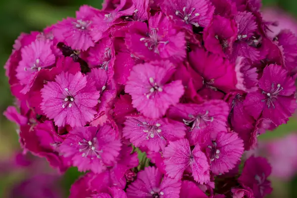 Красивый Сладкий Уильямс Выносливый Цветок Саду — стоковое фото