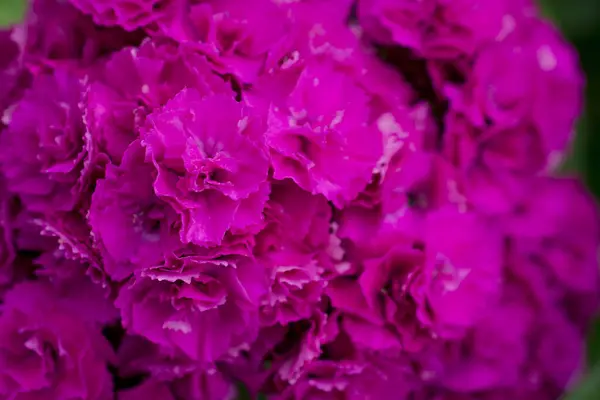 Beautiful Sweet Williams Hardy Biennial Flowers Garden — 스톡 사진