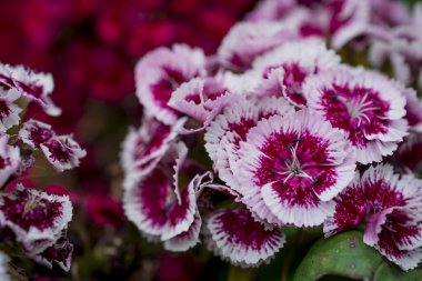  Güzel tatlı Williams bahçedeki dayanıklı iki yıllık çiçekler. 