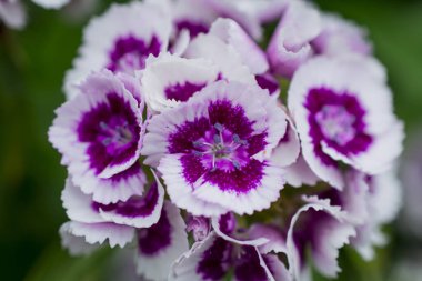  Güzel tatlı Williams bahçedeki dayanıklı iki yıllık çiçekler. 