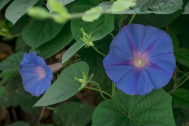 Pomoea purpurea lauve, pembe çiçek, mor, uzun veya yaygın 