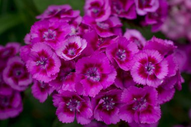 Güzel tatlı Williams bahçedeki dayanıklı iki yıllık çiçekler. 