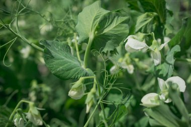 portre resim şeker snap bezelye bahçede büyüyen