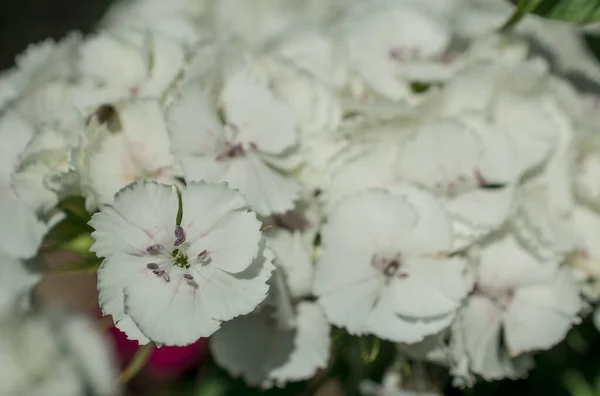 Όμορφη Γλυκιά Williams Ένα Ανθεκτικό Διετή Λουλούδια Έναν Κήπο — Φωτογραφία Αρχείου