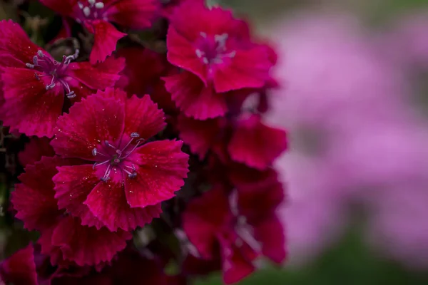 Schöne Süße Williams Eine Winterharte Zweijährige Blumen Einem Garten — Stockfoto