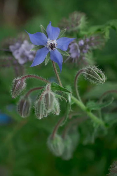 Borage Borago Officinalis Also Known Starflower Plant — Stock Photo, Image