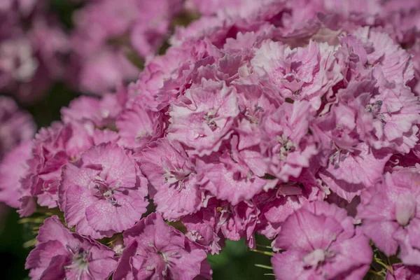 Beautiful Sweet Williams Hardy Biennial Flowers Garden — Stock Photo, Image