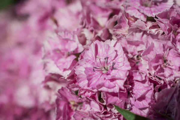 Beautiful Sweet Williams Hardy Biennial Flowers Garden — Foto de Stock