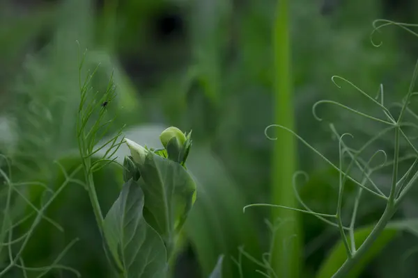 Nahaufnahme Von Zuckererbsen Die Garten Wachsen — Stockfoto