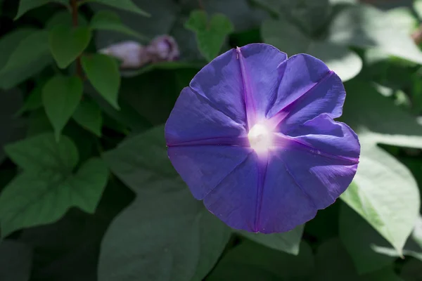 Pomoea Purpurea Lila Rosa Blüte Violett Groß Oder Gemein — Stockfoto