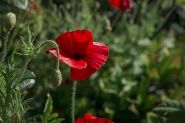 Kırmızı gelincik çiçekli yaz (bitki familyası Papaveraceae