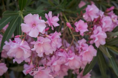 Parlak kırmızı neryum zakkum çiçekleri çok güzel.  