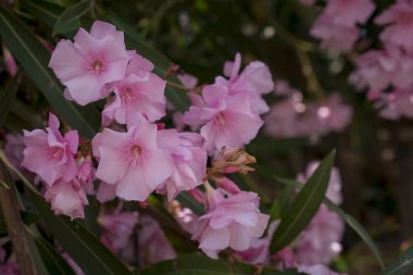 Parlak kırmızı neryum zakkum çiçekleri çok güzel.  