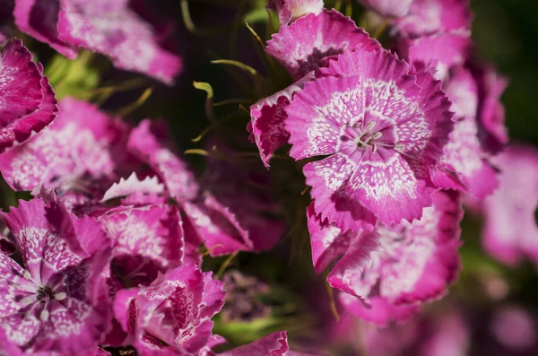 Beautiful Sweet Williams Hardy Biennial Flowers Garden — Stockfoto