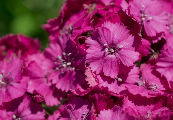 Beautiful Sweet Williams Hardy Biennial Flowers Garden — Stock fotografie