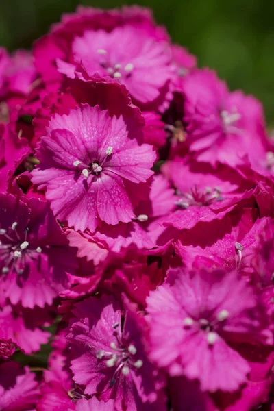 Beautiful Sweet Williams Hardy Biennial Flowers Garden — Stockfoto