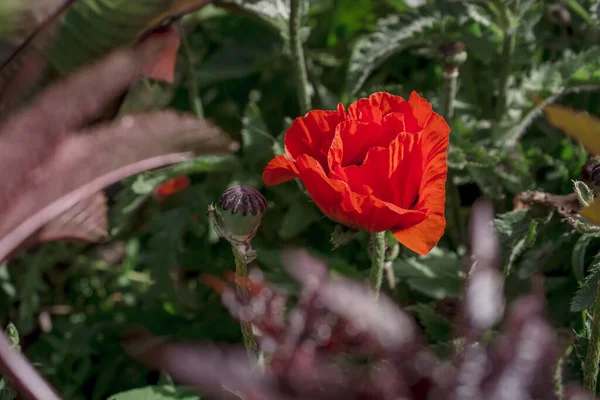 Літо Червоною Маковою Квіткою Родина Рослин Papaveraceae — стокове фото