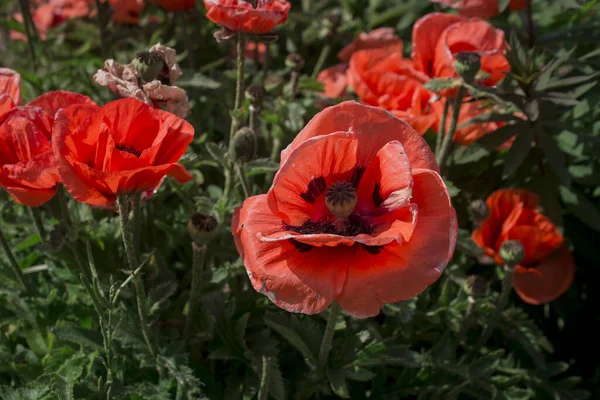 Літо Червоною Маковою Квіткою Родина Рослин Papaveraceae — стокове фото