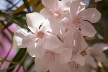 Parlak kırmızı neryum zakkum çiçekleri çok güzel.  