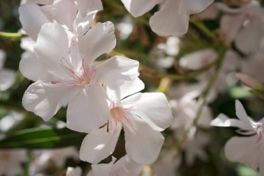 Parlak kırmızı neryum zakkum çiçekleri çok güzel.  