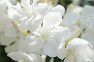 Parlak kırmızı neryum zakkum çiçekleri çok güzel.  