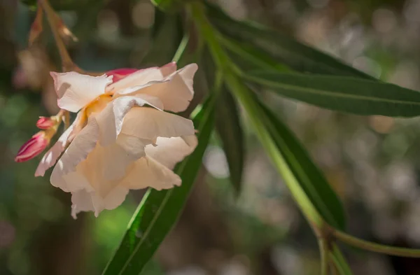 Flores Oleandro Nério Vermelho Brilhante São Tão Bonitas — Fotografia de Stock