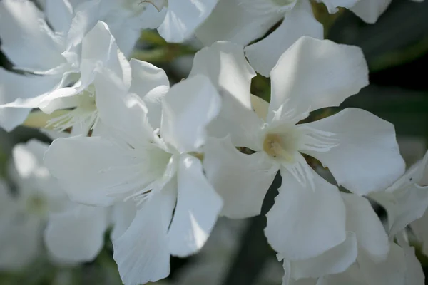 Klarröda Nerium Oleander Blommorna Vackra — Stockfoto