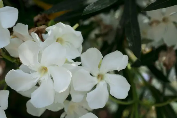 Klarröda Nerium Oleander Blommorna Vackra — Stockfoto