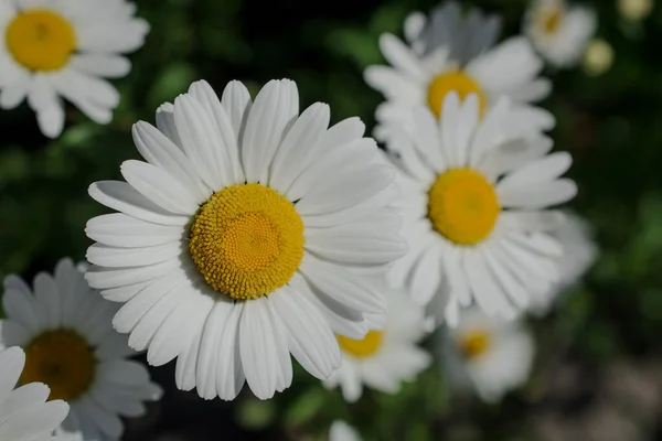 White Daisy Flowers Park — Stock Photo, Image