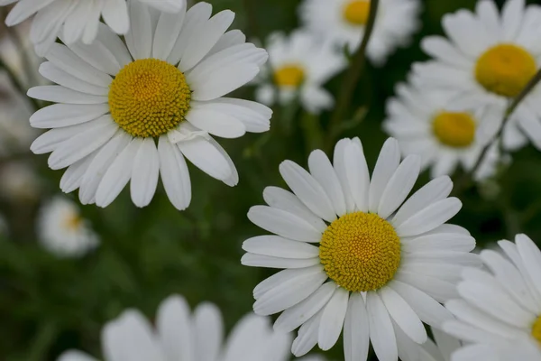 Λευκά Λουλούδια Μαργαρίτα Στο Πάρκο — Φωτογραφία Αρχείου