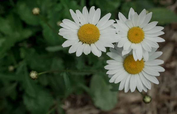 Белые Цветы Парке — стоковое фото