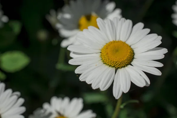 White Daisy Flowers Park — Stock Photo, Image