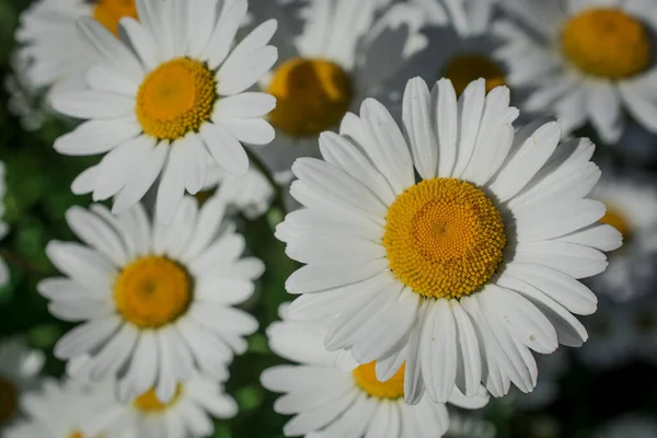 White Daisy Flowers Park — Stock Photo, Image