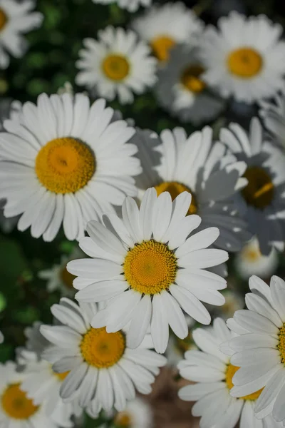 Fiori Margherita Bianchi Nel Parco — Foto Stock