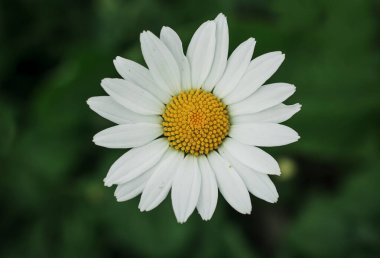 parkta beyaz papatya çiçekleri