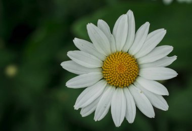 parkta beyaz papatya çiçekleri