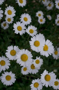 parkta beyaz papatya çiçekleri