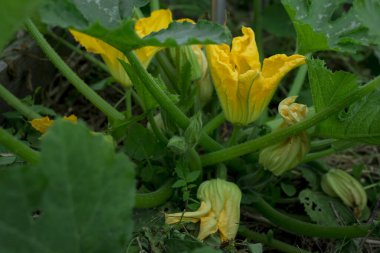 Kabak bitkisi - çiçekler ve tomurcuklanan meyveler