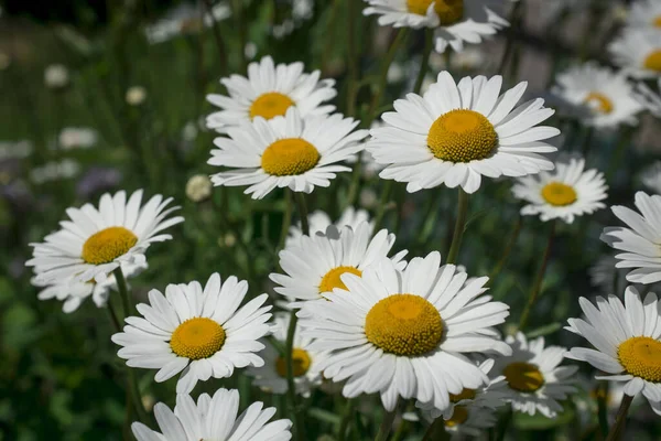 公園の白いヒナギクの花 — ストック写真