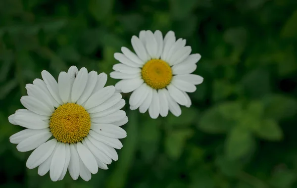 White Daisy Flowers Park — Stock Photo, Image