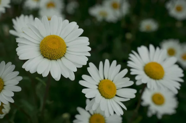 Λευκά Λουλούδια Μαργαρίτα Στο Πάρκο — Φωτογραφία Αρχείου