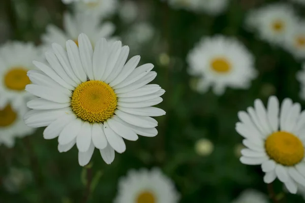 Białe Kwiaty Stokrotka Parku — Zdjęcie stockowe