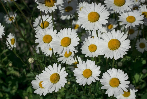 公園の白いヒナギクの花 — ストック写真