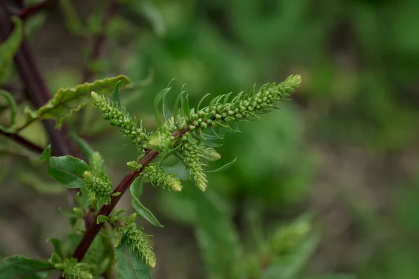 Young Beetroot Bushes Growing Seeds — 스톡 사진