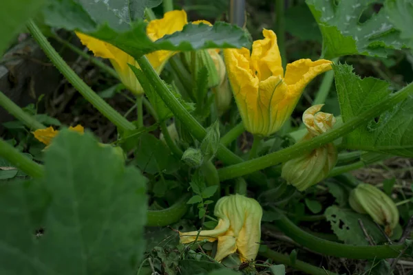 Kabak bitkisi - çiçekler ve tomurcuklanan meyveler