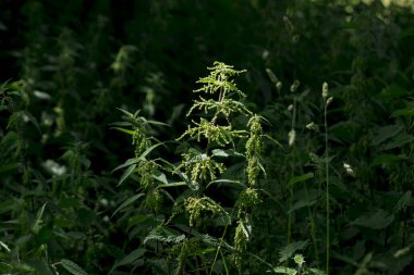 ısırgan otu, yaygın bir ot yakın çekim