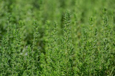 bahçede büyüyen yeşil taze kekik otlar