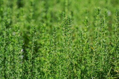 bahçede büyüyen yeşil taze kekik otlar