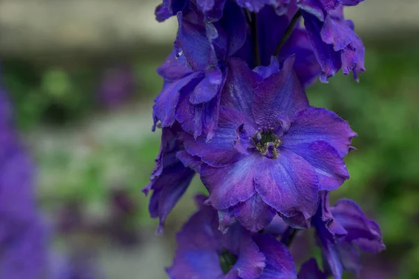 Blue Delphinium Growing Garden Sunny Day — Stock Photo, Image